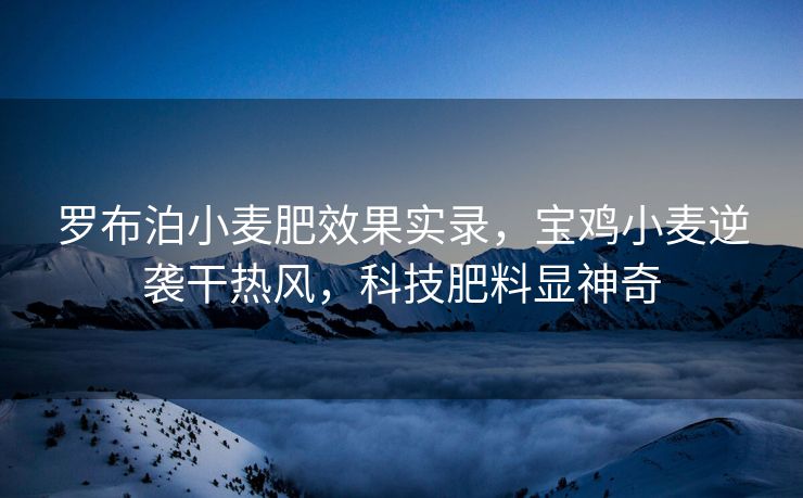罗布泊小麦肥效果实录，宝鸡小麦逆袭干热风，科技肥料显神奇